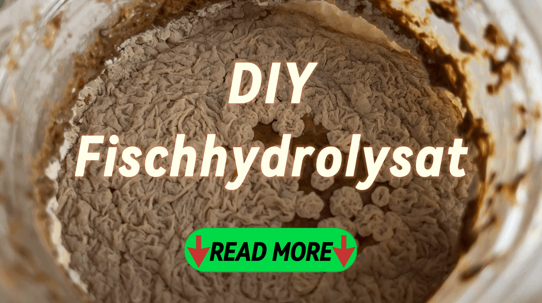 DIY-Fischhydrolysat-Living-Soil-DIY-Flüssigdünger