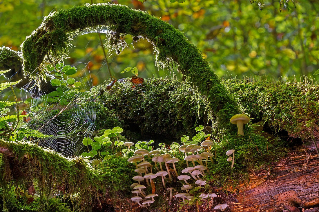 Wald mit Mykorrhiza