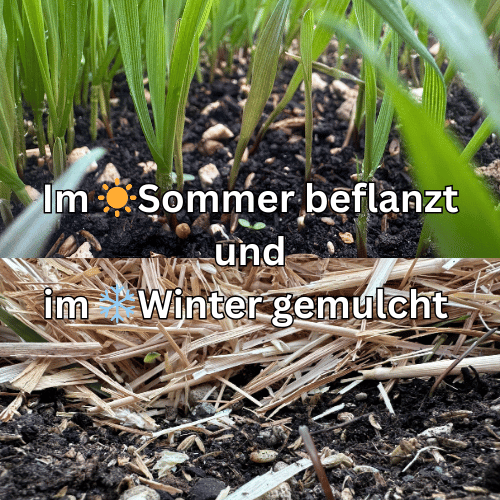 Living Soil Erde