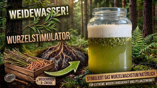 Weidenwasser selber machen – Biologische Bewurzelungshilfe für Stecklinge und Jungpflanzen