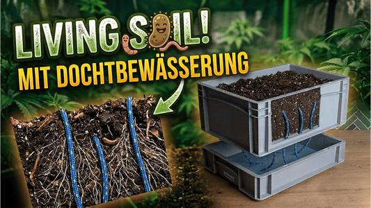 Living Soil in Eurobox Dochtbewässerung