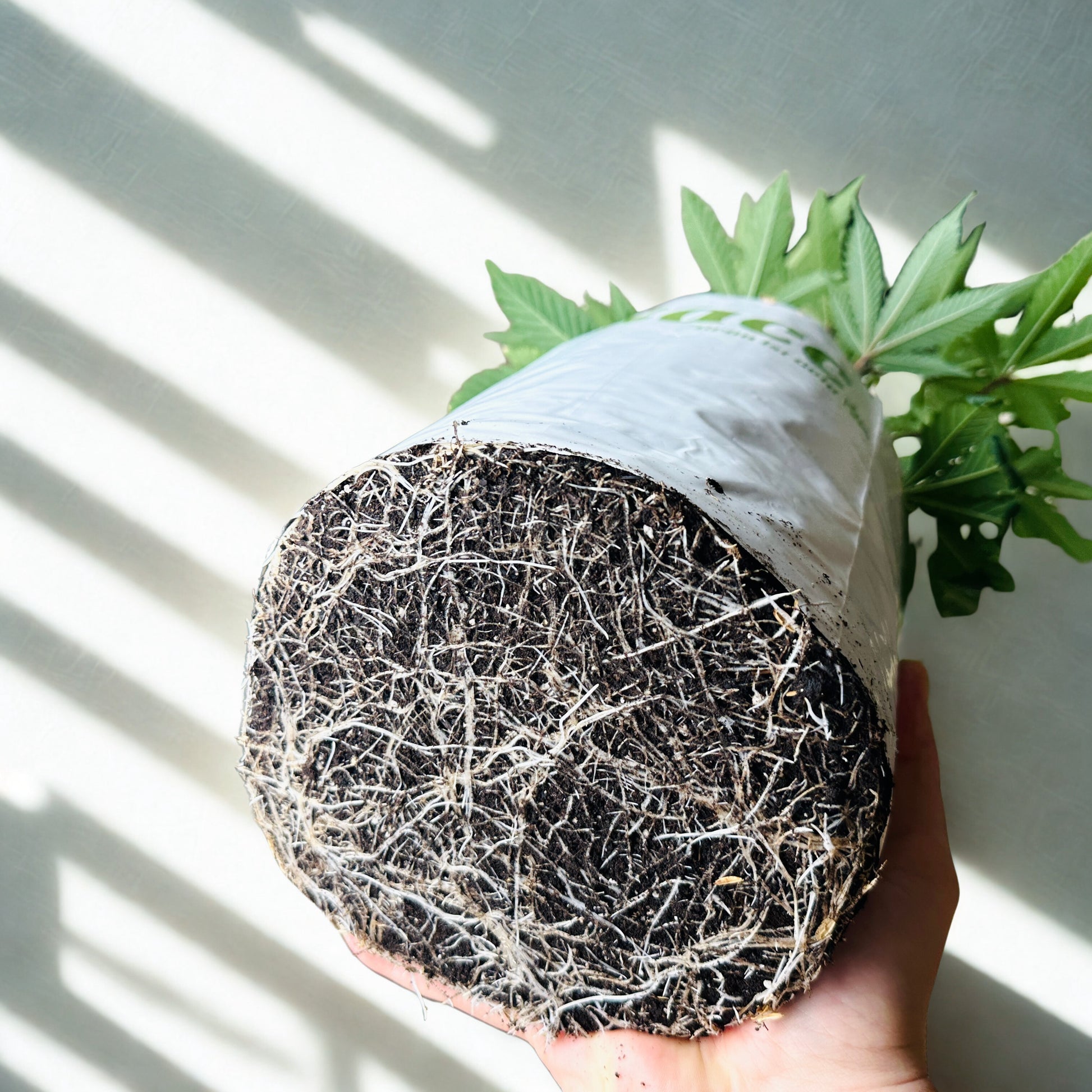 bottomless topf, topf ohne Boden