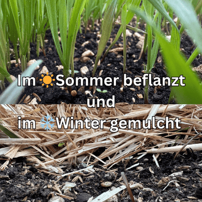 Living Soil Erde